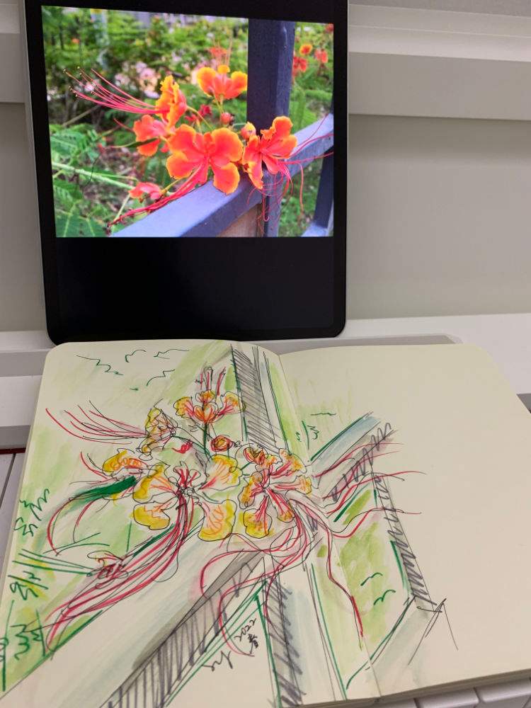 自由花（實景）